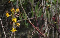 Senecio panticallensis