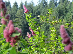 Spiraea douglasii