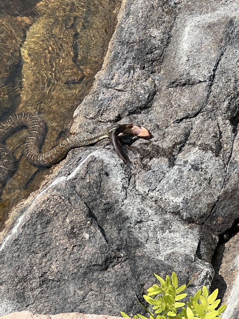 Common Mudpuppy from Trout Lake, French River, ON, CA on August 15
