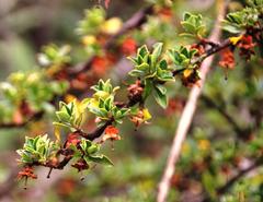 Escallonia myrtilloides