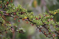 Escallonia myrtilloides