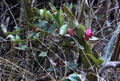 Gaultheria glomerata