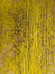 Chrysothrix granulosa