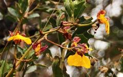 Cyrtochilum aureum