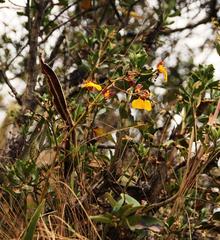 Cyrtochilum aureum
