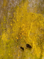 Chrysothrix granulosa