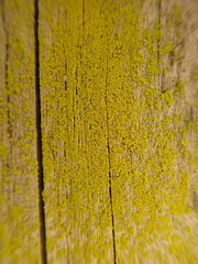 Chrysothrix granulosa