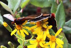 Metardaris cosinga