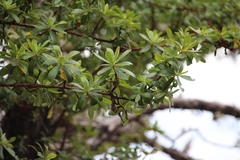 Escallonia resinosa