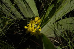 Hypoxis hemerocallidea