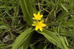 Hypoxis hemerocallidea