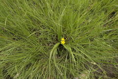 Hypoxis hemerocallidea