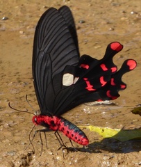 Byasa polyeuctes