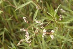 Persicaria