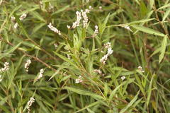Persicaria