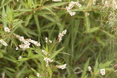 Persicaria