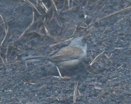 Junco phaeonotus image