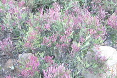 Searsia magalismontana magalismontana