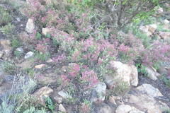 Searsia magalismontana magalismontana