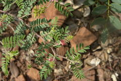 Indigofera comosa