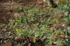 Indigofera comosa