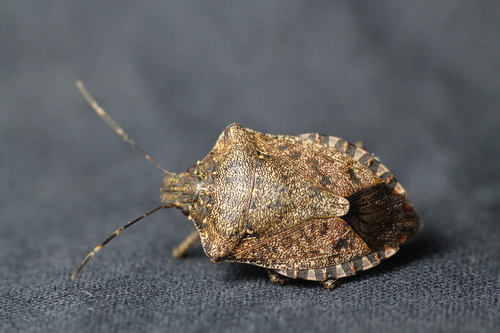 Brown marmorated stink bug