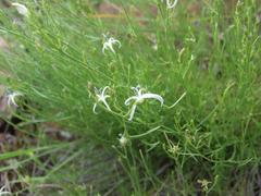 Wahlenbergia magaliesbergensis