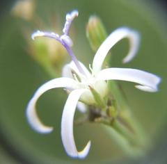 Wahlenbergia magaliesbergensis
