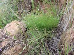 Wahlenbergia magaliesbergensis