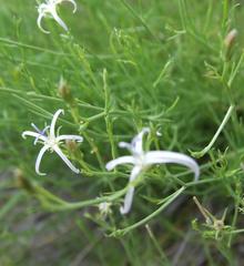 Wahlenbergia magaliesbergensis
