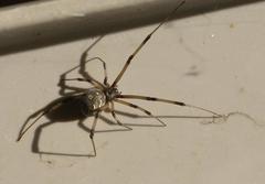 Latrodectus geometricus