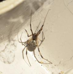 Latrodectus geometricus
