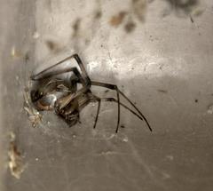 Latrodectus geometricus