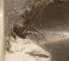Latrodectus geometricus