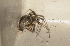 Latrodectus geometricus