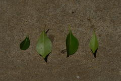 Auranticarpa rhombifolia