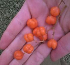 Auranticarpa rhombifolia