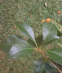 Auranticarpa rhombifolia