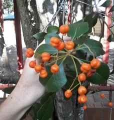 Auranticarpa rhombifolia