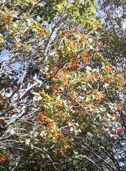 Auranticarpa rhombifolia