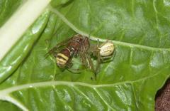 Enoplognatha molesta