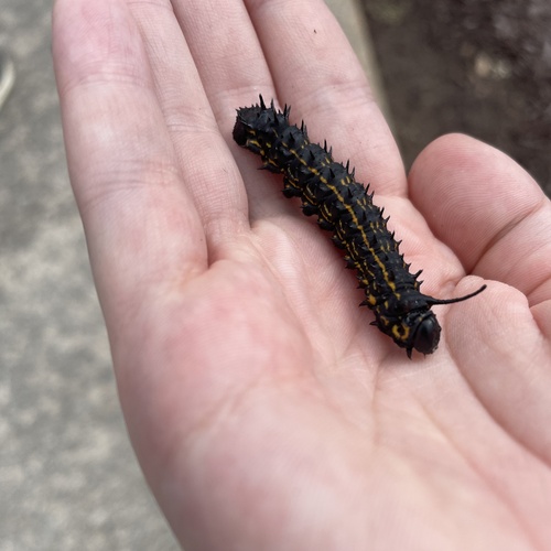 Yellow-striped Oakworm Moth photo 5