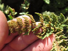 Cheilanthes hirta hyaloglandulosa
