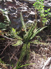 Cheilanthes hirta hyaloglandulosa