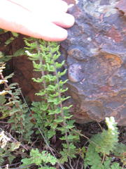 Cheilanthes hirta hyaloglandulosa