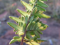 Cheilanthes viridis viridis