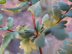 Cheilanthes viridis viridis
