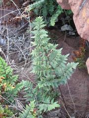 Cheilanthes viridis viridis