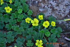 Oxalis lasiorrhiza