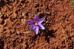 Syringodea longituba